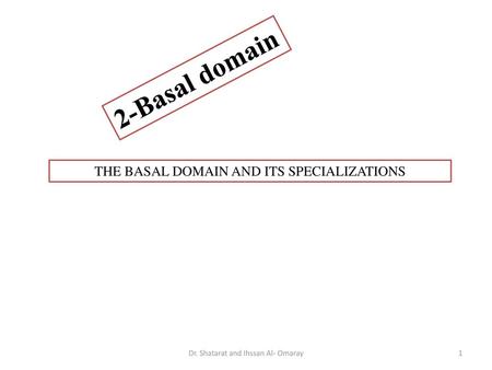 2-Basal domain THE BASAL DOMAIN AND ITS SPECIALIZATIONS