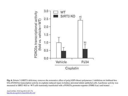 Fig. 6. Sirtuin 3 (SIRT3) deficiency removes the restorative effect of poly(ADP-ribose) polymerase 1 inhibition on forkhead box O3a (FOXO3a) transcription.