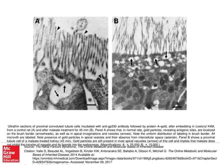 Ultrathin sections of proximal convoluted tubule cells incubated with anti-gp330 antibody followed by protein A–gold, after embedding in Lowicryl K4M,