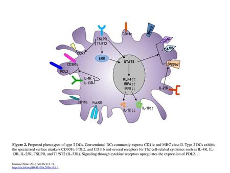 Figure 2. Proposed phenotypes of type 2 DCs