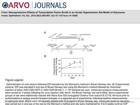 From: Neuroprotective Effects of Transcription Factor Brn3b in an Ocular Hypertension Rat Model of Glaucoma Invest. Ophthalmol. Vis. Sci.. 2015;56(2):893-907.