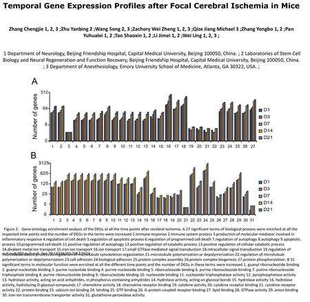 Temporal Gene Expression Profiles after Focal Cerebral Ischemia in Mice Zhang Chengjie 1, 2, 3 ;Zhu Yanbing 2 ;Wang Song 2, 3 ;Zachory Wei Zheng 1, 2,