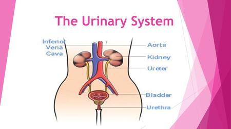 The Urinary System T.