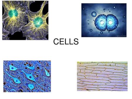 CELLS.