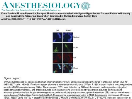 From: Skeletal Muscle Ryanodine Receptor Mutations Associated with Malignant Hyperthermia Showed Enhanced Intensity and Sensitivity to Triggering Drugs.