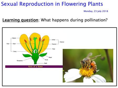 Sexual Reproduction in Flowering Plants Monday, 23 July 2018