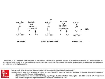 Mechanism of NO synthesis