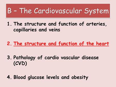 B – The Cardiovascular System