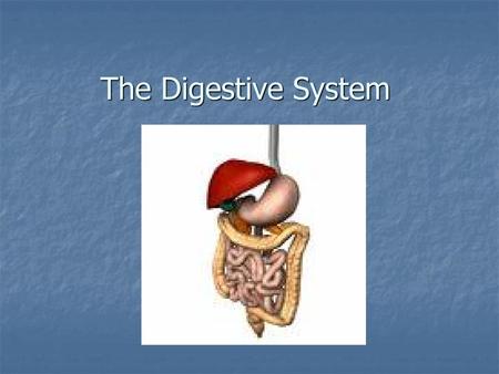 The Digestive System.