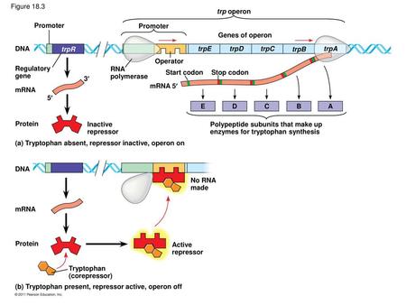 Figure 18.3 trp operon Promoter Promoter Genes of operon DNA trpR trpE