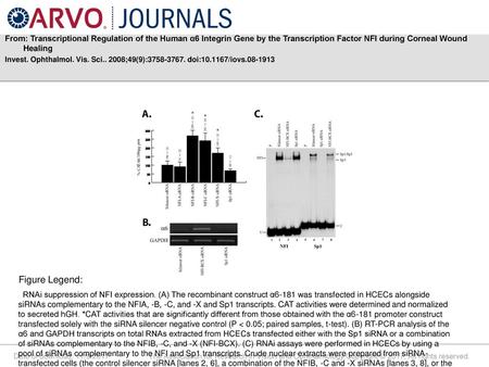 From: Transcriptional Regulation of the Human α6 Integrin Gene by the Transcription Factor NFI during Corneal Wound Healing Invest. Ophthalmol. Vis. Sci..