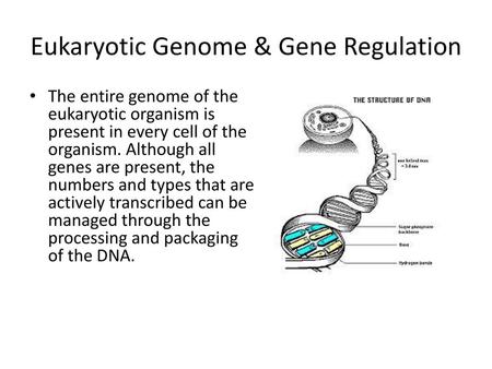 Eukaryotic Genome & Gene Regulation