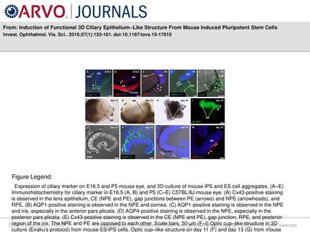 From: Induction of Functional 3D Ciliary Epithelium–Like Structure From Mouse Induced Pluripotent Stem Cells Invest. Ophthalmol. Vis. Sci.. 2016;57(1):153-161.