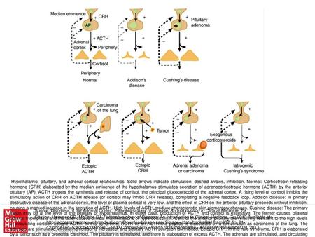 Hypothalamic, pituitary, and adrenal cortical relationships