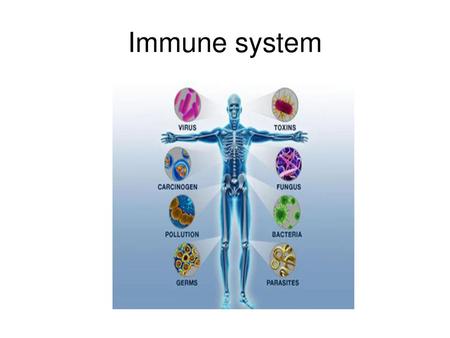 Immune system.