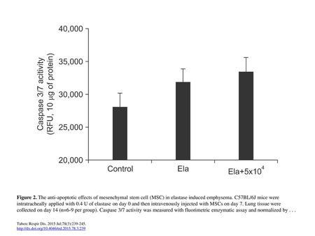 Figure 2. The anti-apoptotic effects of mesenchymal stem cell (MSC) in elastase induced emphysema. C57BL/6J mice were intratracheally applied with 0.4.