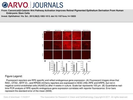 From: Canonical/β-Catenin Wnt Pathway Activation Improves Retinal Pigmented Epithelium Derivation From Human Embryonic Stem Cells Invest. Ophthalmol. Vis.