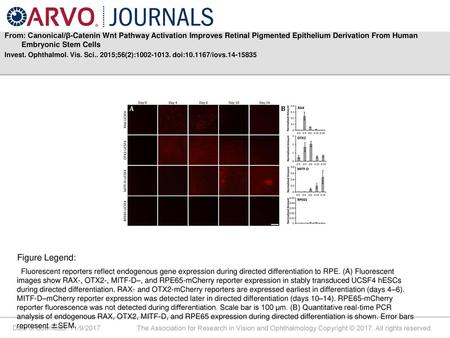 From: Canonical/β-Catenin Wnt Pathway Activation Improves Retinal Pigmented Epithelium Derivation From Human Embryonic Stem Cells Invest. Ophthalmol. Vis.