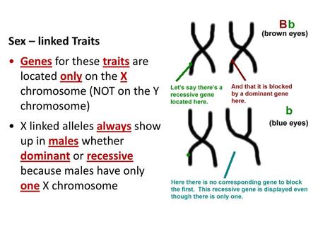 Sex – linked Traits Genes for these traits are located only on the X chromosome (NOT on the Y chromosome) X linked alleles always show up in males whether.