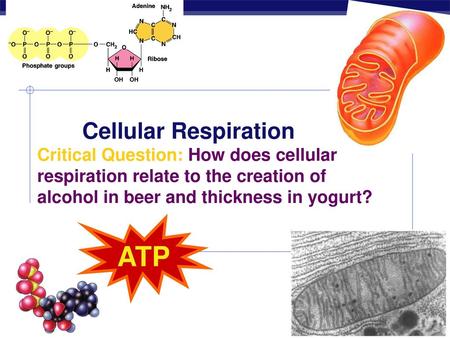 Cellular Respiration Critical Question: How does cellular respiration relate to the creation of alcohol in beer and thickness in yogurt? ATP 2009-2010.