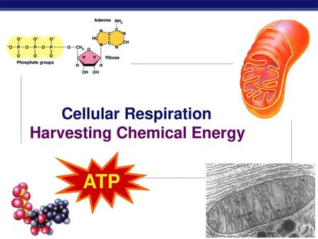 Cellular Respiration Harvesting Chemical Energy