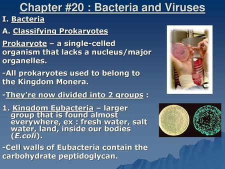 Chapter #20 : Bacteria and Viruses