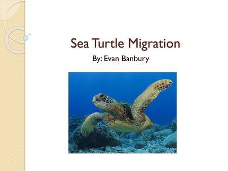 Sea Turtle Migration By: Evan Banbury.