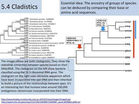 5.4 Cladistics Essential idea: The ancestry of groups of species can be deduced by comparing their base or amino acid sequences. The images above are both.