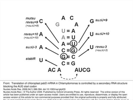 Figure 4 RNA stem–loop structure of the psbD 5′ region