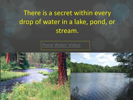 There is a secret within every drop of water in a lake, pond, or stream. Pond Water Video.