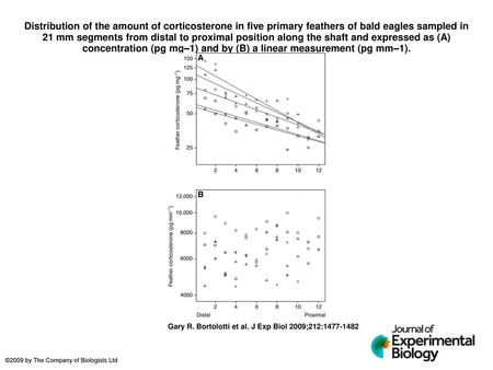 Distribution of the amount of corticosterone in five primary feathers of bald eagles sampled in 21 mm segments from distal to proximal position along the.