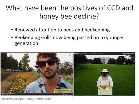 What have been the positives of CCD and honey bee decline?