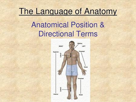 The Language of Anatomy