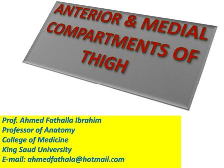 ANTERIOR & MEDIAL COMPARTMENTS OF THIGH