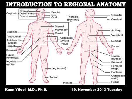 INTRODUCTION TO REGIONAL ANATOMY