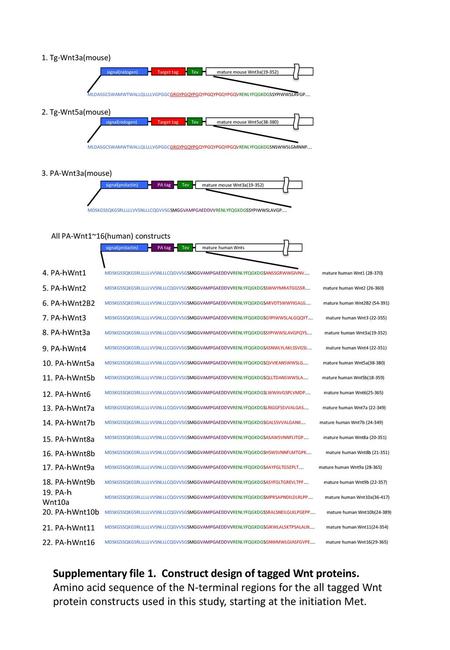 Supplementary file 1. Construct design of tagged Wnt proteins.