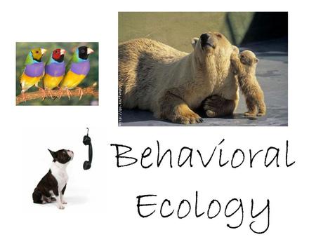 Behavioral Ecology.