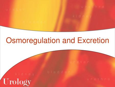 Osmoregulation and Excretion