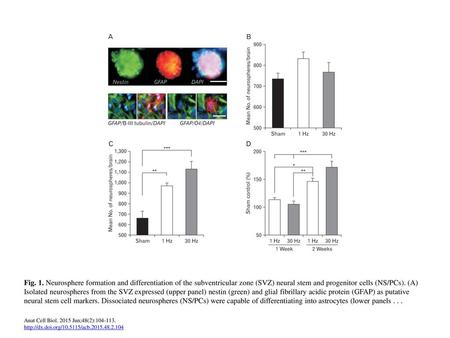 Fig. 1. Neurosphere formation and differentiation of the subventricular zone (SVZ) neural stem and progenitor cells (NS/PCs). (A) Isolated neurospheres.