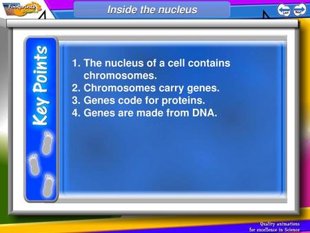 The nucleus of a cell contains chromosomes. Chromosomes carry genes.