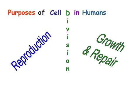 Purposes of 		in Humans Cell D i v s o n Growth & Repair Reproduction.