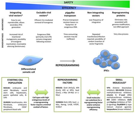 SAFETY EFFICIENCY REPROGRAMMING Integrating viral vectors*