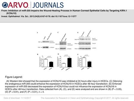 From: Inhibition of miR-205 Impairs the Wound-Healing Process in Human Corneal Epithelial Cells by Targeting KIR4.1 (KCNJ10) Invest. Ophthalmol. Vis. Sci..