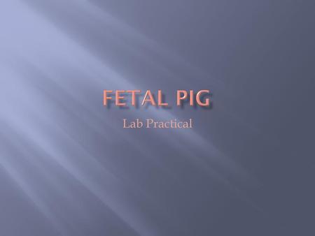 Fetal Pig Lab Practical.