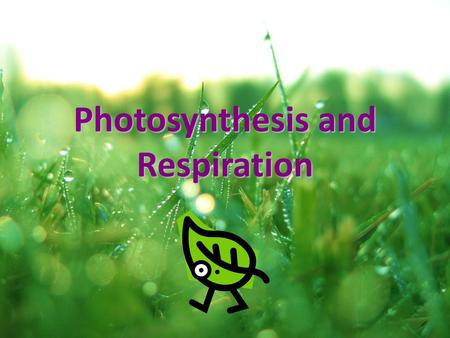 Photosynthesis and Respiration