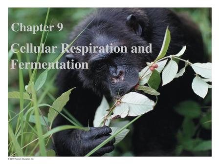 Cellular Respiration and Fermentation