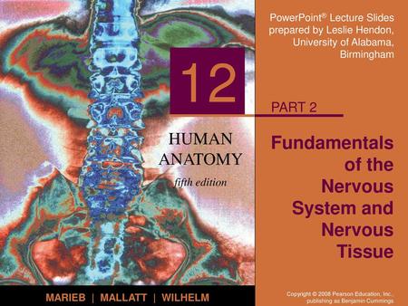 Fundamentals of the Nervous System and Nervous Tissue