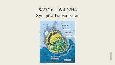 9/27/16 – W4D2H4 Synaptic Transmission