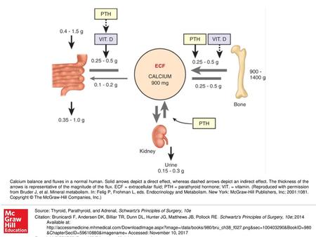 Calcium balance and fluxes in a normal human