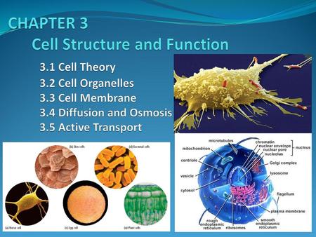 CHAPTER 3 Cell Structure and Function Cell Theory. 3